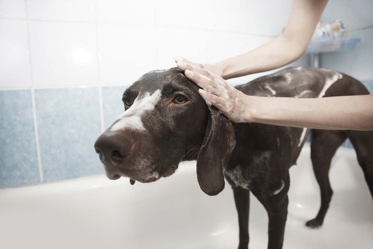 placenta-shampoo-for-dogs