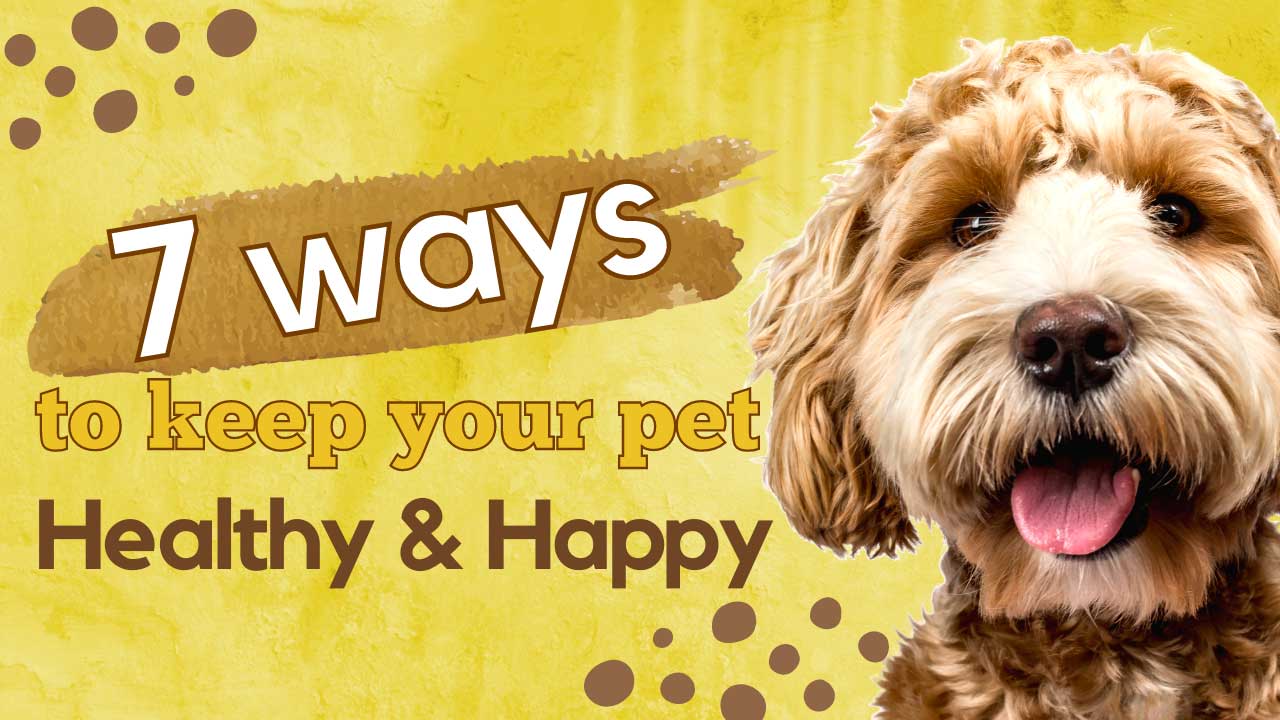 7-ways-to-keep-your-dog-happy-and-healthy