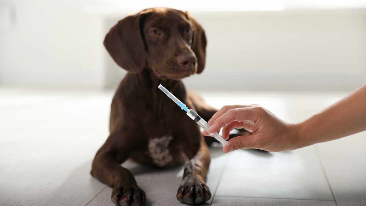 dog-vaccinations-australia