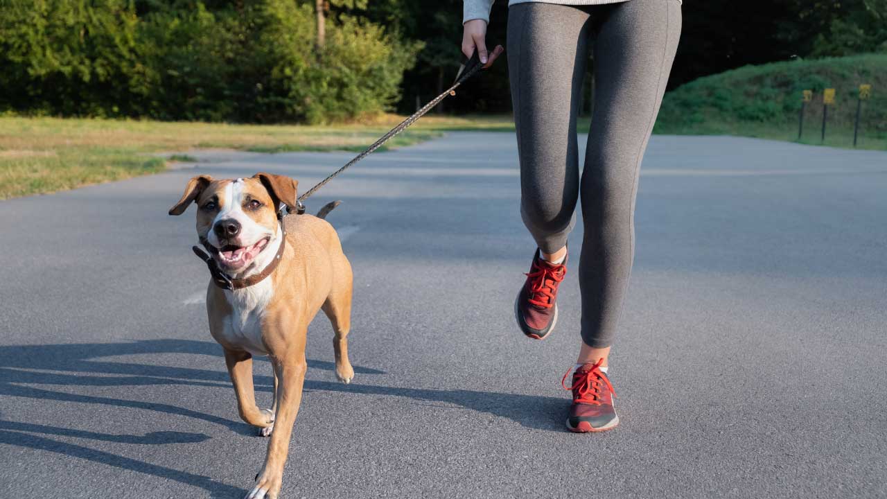 exercising-your-dog-for-health