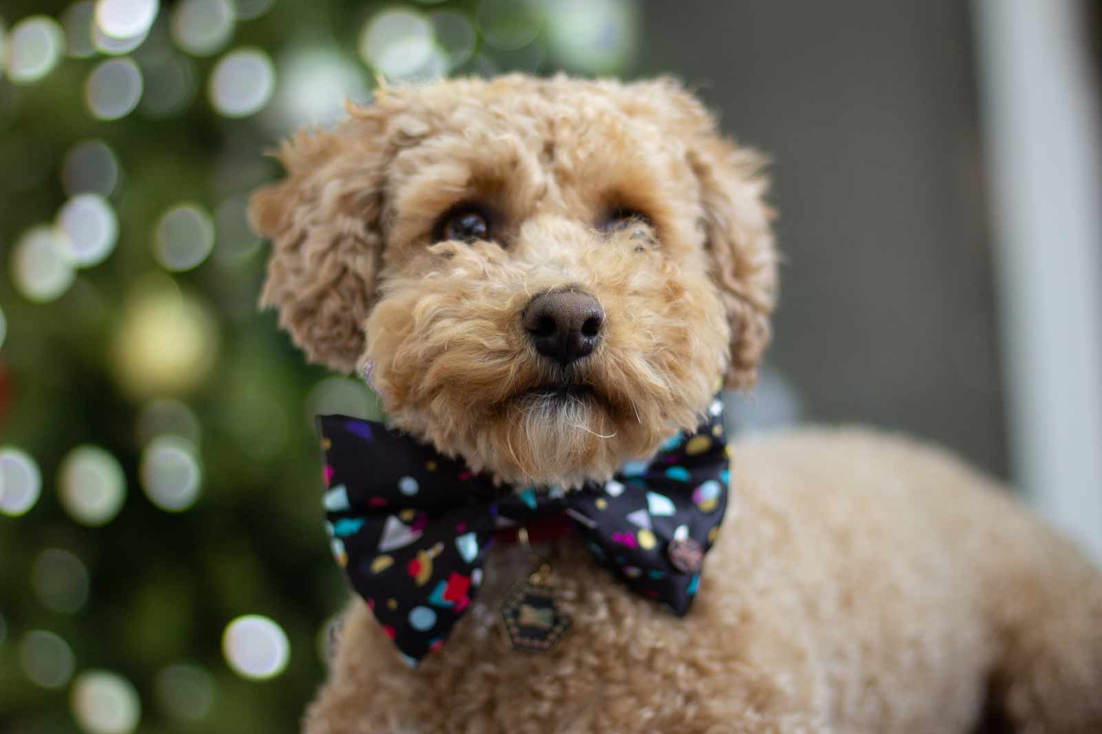 dog-wearing-bow-tie
