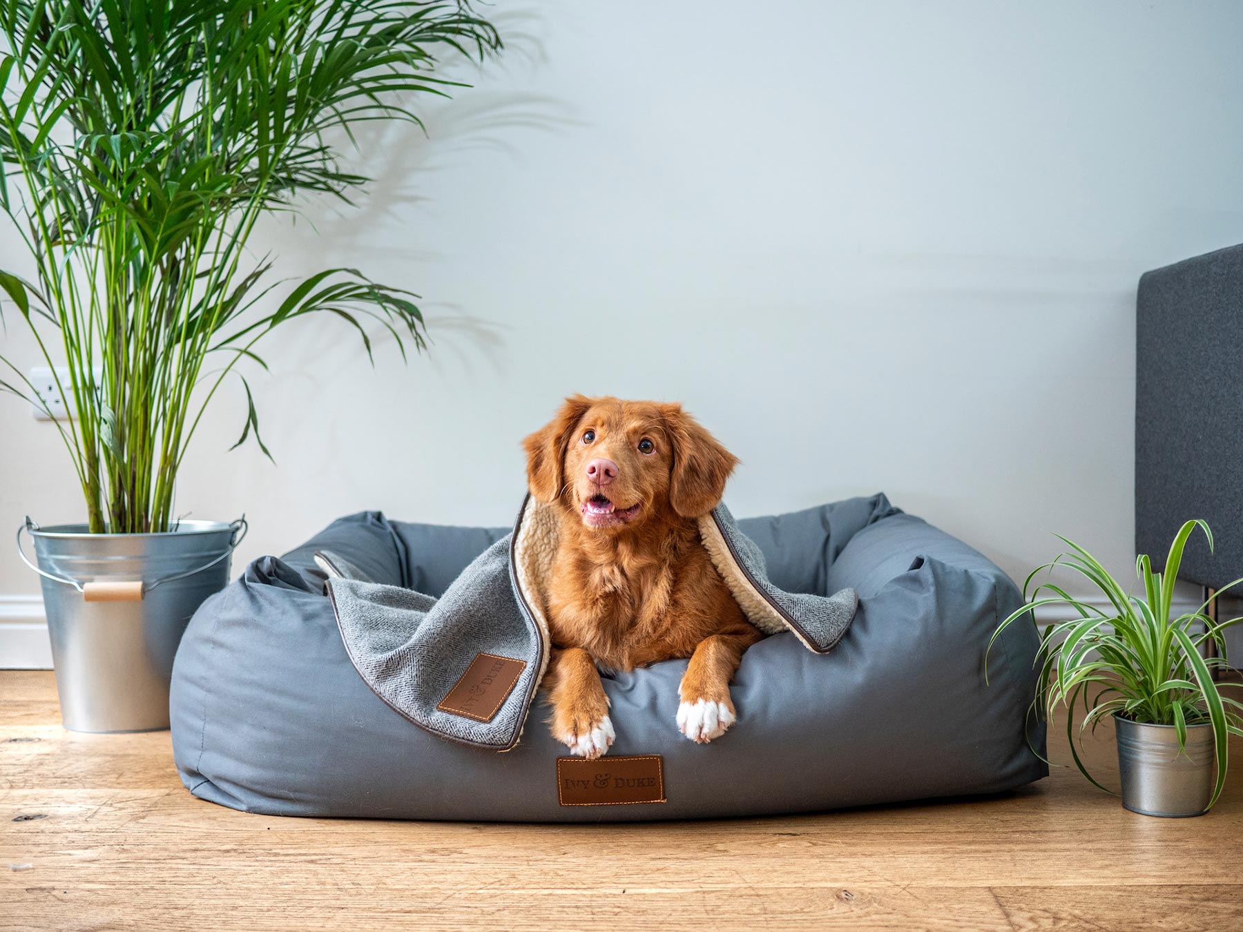 how-to-buy-the-perfect-dog-bed