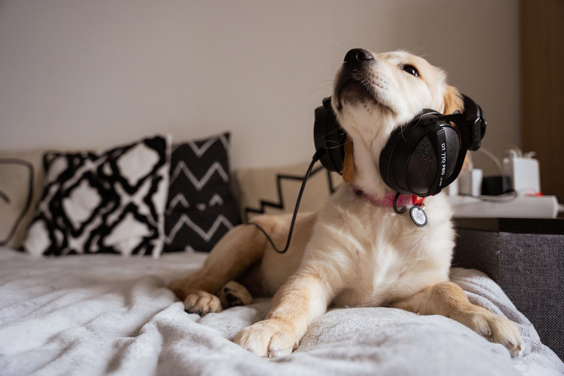 pet-photography-podcasts