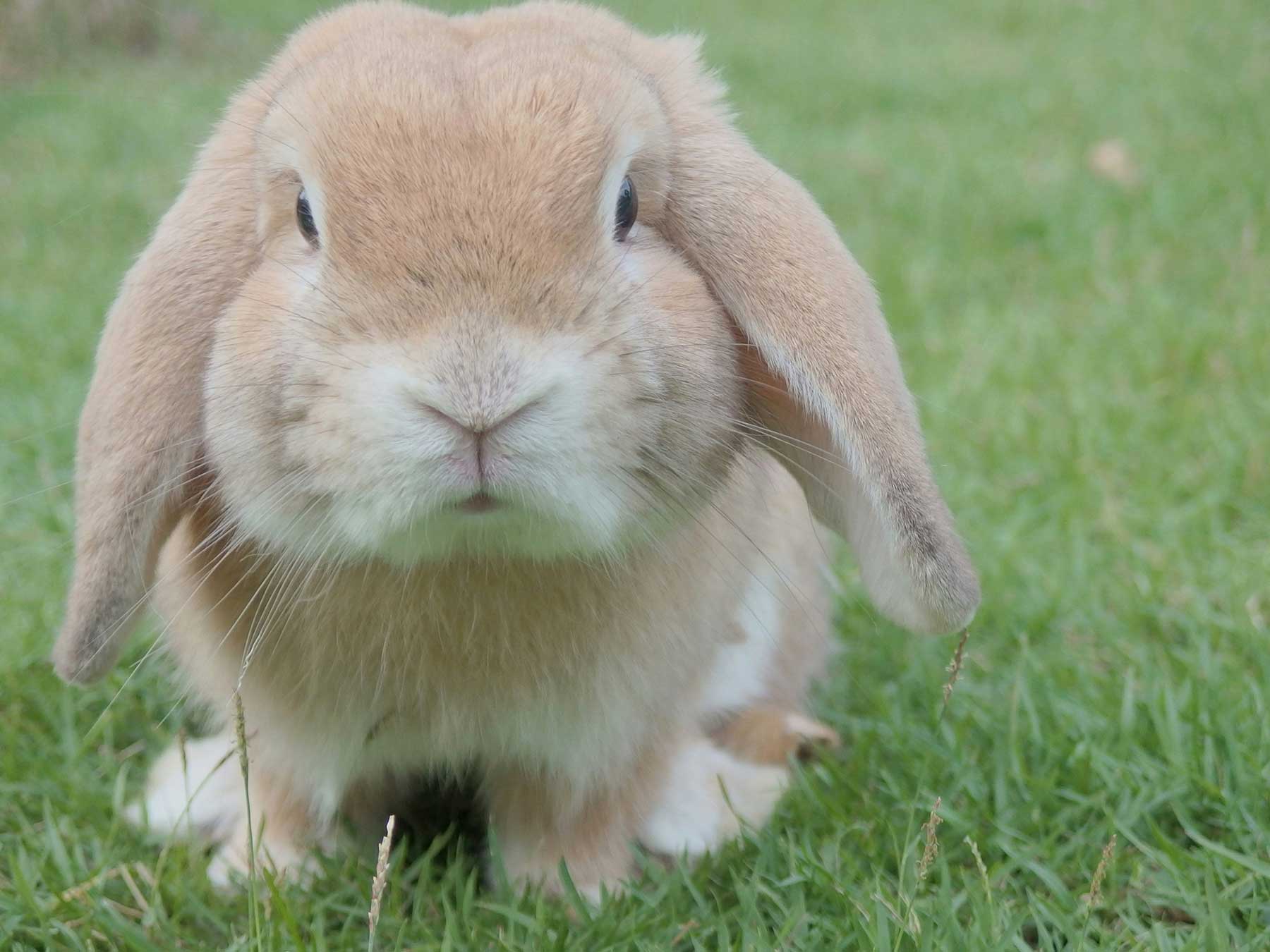 tips-for-looking-after-rabbits